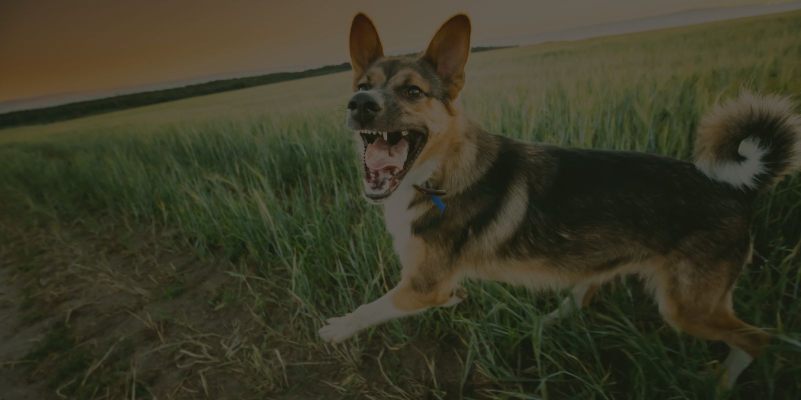 SAVE THE VOICE I-IV セット aggressive dogs SAVE THE VOICE I-IV セット aggressive dogs Dog Chew Toys for