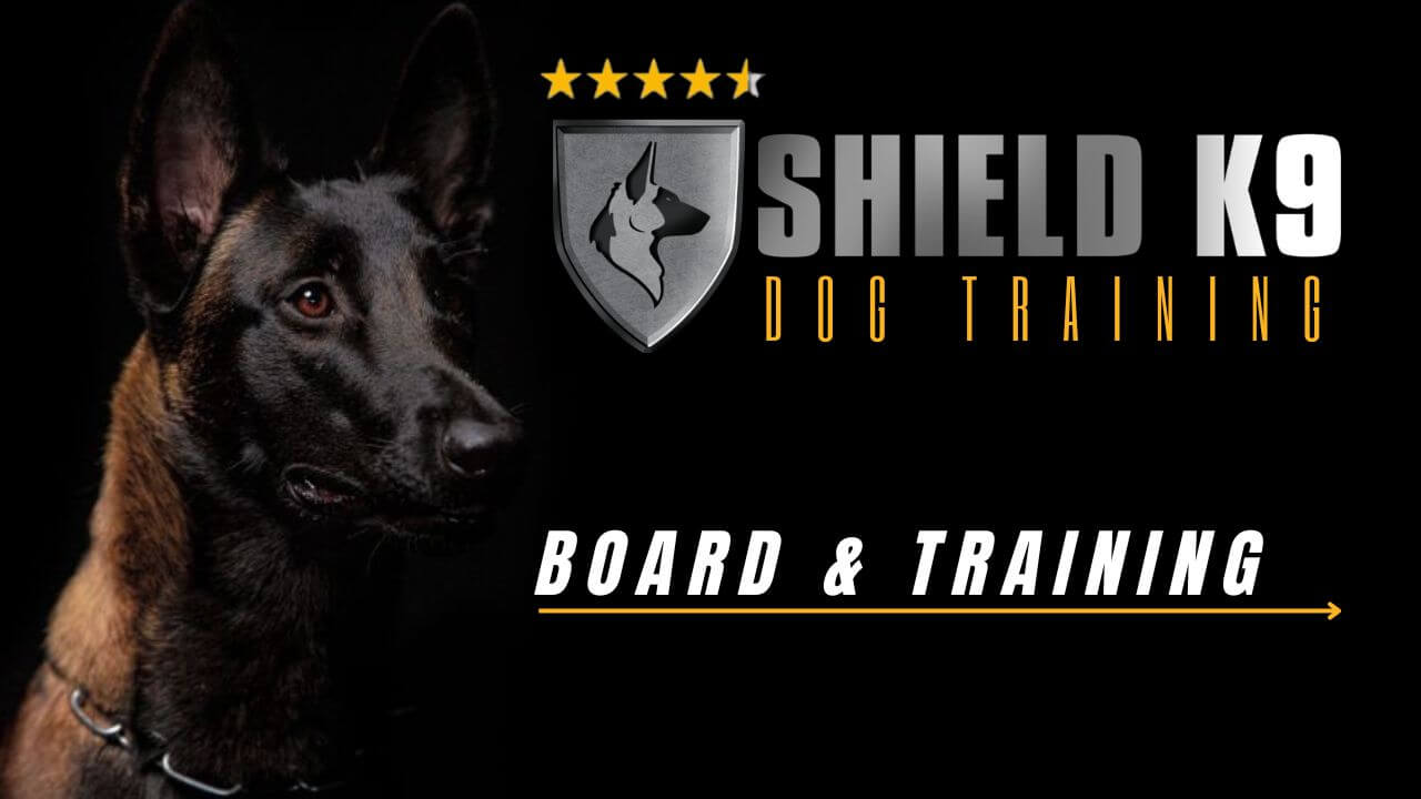 Dog board and train near outlet me