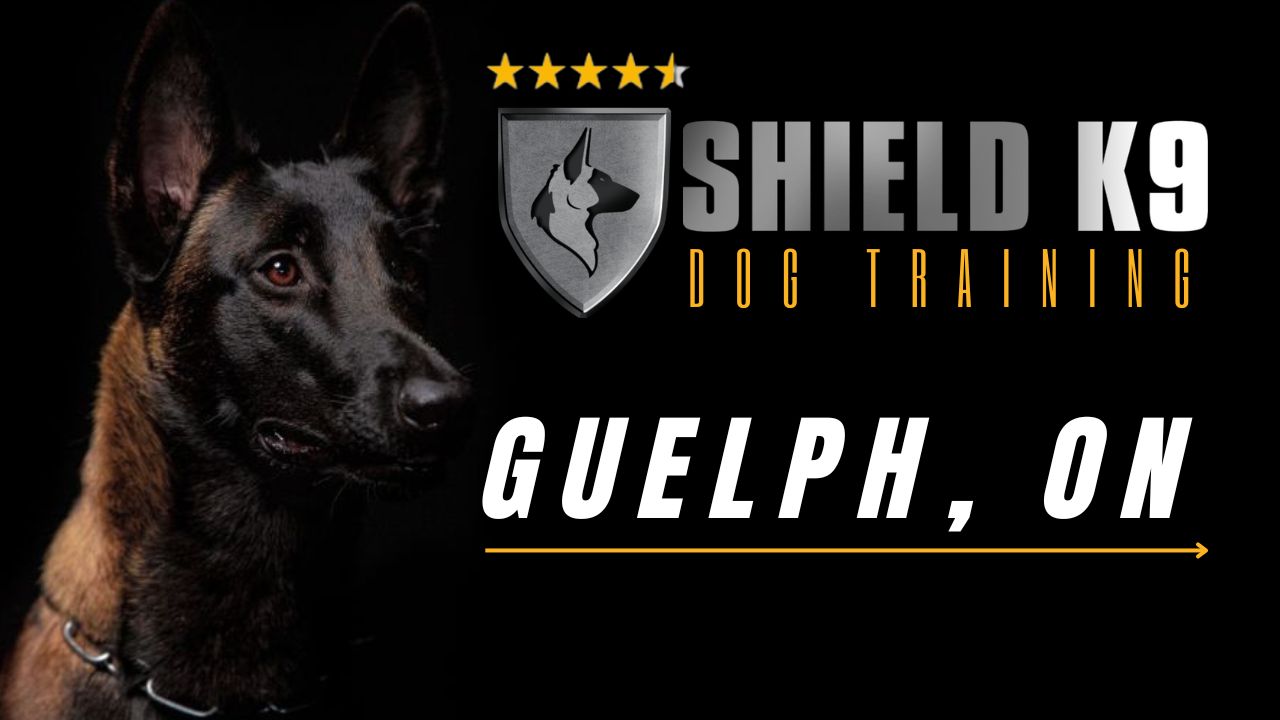 Dog Training Guelph. Dog Training in Guelph, Woodstock, Toronto Canada SHIELD K9 DOG TRAINING
