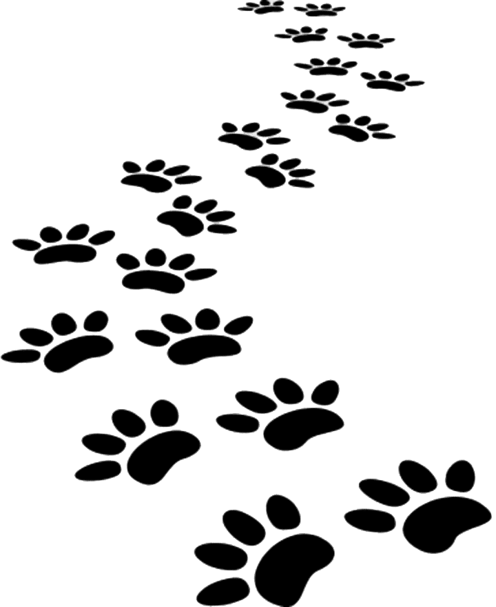 No Nonsense Dog Training Book SHIELD K9 DOG TRAINING