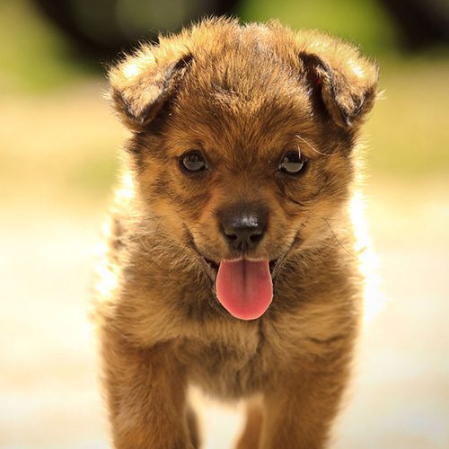 puppy